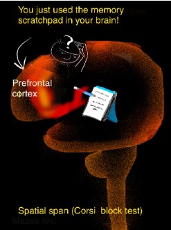 Spatial Span conclusion